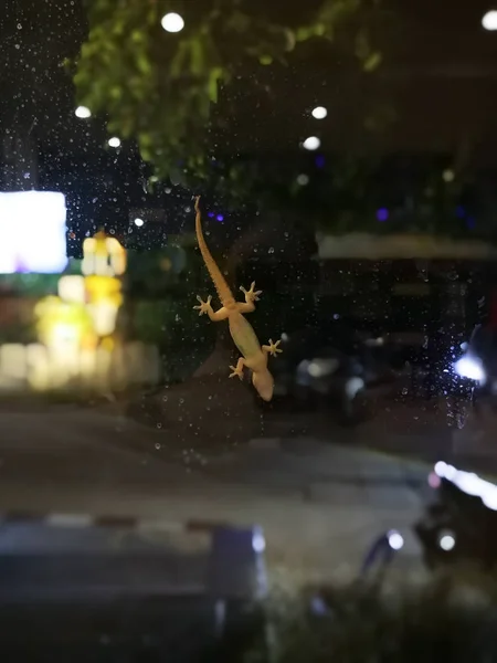 Vue du bas de Hemidactylus sur miroir, mise au point sélective — Photo