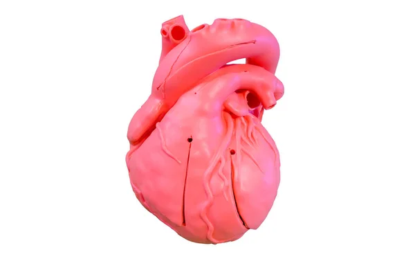 Anatómiai Modell Szilikon Típusú Szív Érrendszeri Használatra Orvosi Oktatásban Izolált — Stock Fotó