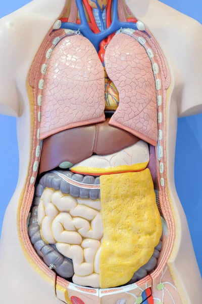 Modelo Anatomia Dos Órgãos Internos Corpo Humano Para Uso Educação — Fotografia de Stock