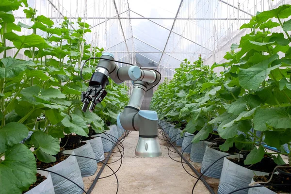 Seranın içine yerleştirilmiş akıllı bir robot. Çiftçilere tarım 4.0 kavramındaki karpuzu, akıllı çiftliği hasat etmede yardım ve bakım için..