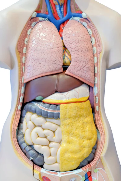 Анатомическая Модель Внутренних Органов Человеческого Тела Использования Медицинском Образовании Изолированная — стоковое фото