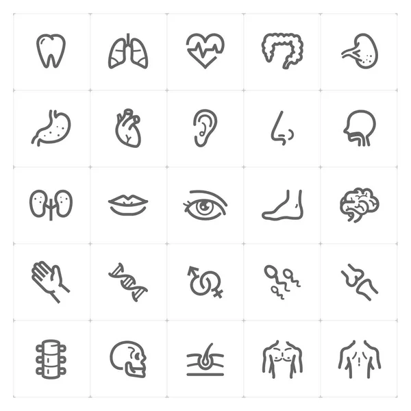 Icon set - insan anatomisi anahattı kontur vektör çizim beyaz arka plan üzerinde