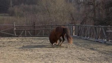 animal,bay,beast,beautiful,beauty,brown,chestnut,countryside,dirt,domestic,dust,enclosed,enclosure,entertaining,entertainment,equestrian,equine,farm,field,foal,fun,funny,ground,hoof,horse,indian,interesting,lie,mammal,mane, Mare, çayır, ağız, Doğa, ou