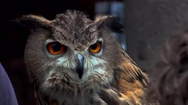 Kameraya bakarak Avrasya kartal baykuş Close-up