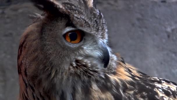 Gros Plan Une Chouette Aigle Eurasie Regardant Caméra — Video