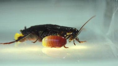 Oryantal hamam böceği (Blatt orientalis) Doğum yumurta beyaz bir arka planda ışık efektleri ile izole durumda (ootheca)