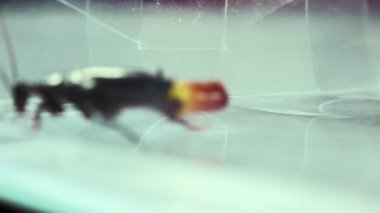 Oryantal hamam böceği (Blatt orientalis) Doğum yumurta beyaz bir arka planda ışık efektleri ile izole durumda (ootheca)