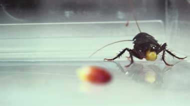 Oryantal hamam böceği (Blatt orientalis) Doğum yumurta beyaz bir arka planda ışık efektleri ile izole durumda (ootheca)