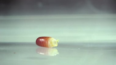 Oryantal hamam böceği (Blatt orientalis) Doğum yumurta beyaz bir arka planda ışık efektleri ile izole durumda (ootheca)