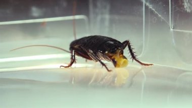 Oryantal hamam böceği (Blatt orientalis) Doğum yumurta beyaz bir arka planda ışık efektleri ile izole durumda (ootheca)