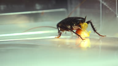 Oryantal hamam böceği (Blatt orientalis) Doğum yumurta beyaz bir arka planda ışık efektleri ile izole durumda (ootheca)