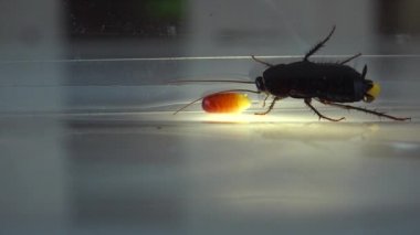 Oryantal hamam böceği (Blatt orientalis) Doğum yumurta beyaz bir arka planda ışık efektleri ile izole durumda (ootheca)