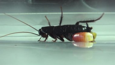 Oryantal hamam böceği (Blatt orientalis) Doğum yumurta beyaz bir arka planda ışık efektleri ile izole durumda (ootheca)