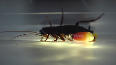 Oryantal hamam böceği (Blatt orientalis) Doğum yumurta beyaz bir arka planda ışık efektleri ile izole durumda (ootheca)