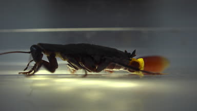 Oryantal hamam böceği (Blatt orientalis) Doğum yumurta beyaz bir arka planda ışık efektleri ile izole durumda (ootheca)