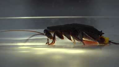 Oryantal hamam böceği (Blatt orientalis) Doğum yumurta beyaz bir arka planda ışık efektleri ile izole durumda (ootheca)