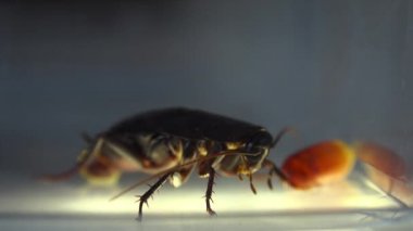 Oryantal hamam böceği (Blatt orientalis) Doğum yumurta beyaz bir arka planda ışık efektleri ile izole durumda (ootheca)