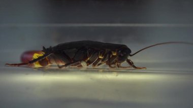 Oryantal hamam böceği (Blatt orientalis) Doğum yumurta beyaz bir arka planda ışık efektleri ile izole durumda (ootheca)