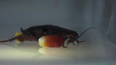 Oryantal hamam böceği (Blatt orientalis) Doğum yumurta beyaz bir arka planda ışık efektleri ile izole durumda (ootheca)