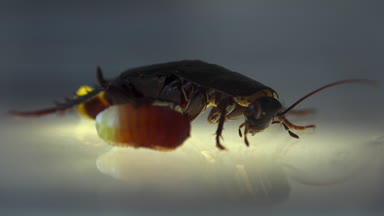 Oryantal hamam böceği (Blatt orientalis) Doğum yumurta beyaz bir arka planda ışık efektleri ile izole durumda (ootheca)
