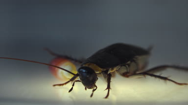 Oryantal hamam böceği (Blatt orientalis) Doğum yumurta beyaz bir arka planda ışık efektleri ile izole durumda (ootheca)