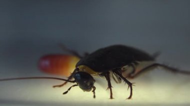 Oryantal hamam böceği (Blatt orientalis) Doğum yumurta beyaz bir arka planda ışık efektleri ile izole durumda (ootheca)