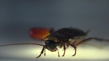 Oryantal hamam böceği (Blatt orientalis) Doğum yumurta beyaz bir arka planda ışık efektleri ile izole durumda (ootheca)