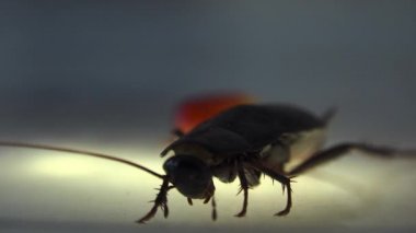 Oryantal hamam böceği (Blatt orientalis) Doğum yumurta beyaz bir arka planda ışık efektleri ile izole durumda (ootheca)