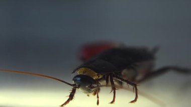 Oryantal hamam böceği (Blatt orientalis) Doğum yumurta beyaz bir arka planda ışık efektleri ile izole durumda (ootheca)