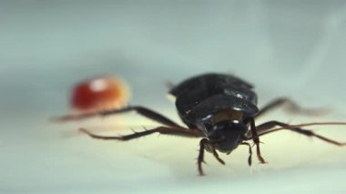 Oryantal hamam böceği (Blatt orientalis) Doğum yumurta beyaz bir arka planda ışık efektleri ile izole durumda (ootheca)