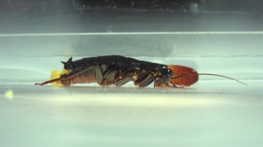 Oryantal hamam böceği (Blatt orientalis) Doğum yumurta beyaz bir arka planda ışık efektleri ile izole durumda (ootheca)