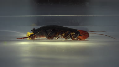 Oryantal hamam böceği (Blatt orientalis) Doğum yumurta beyaz bir arka planda ışık efektleri ile izole durumda (ootheca)