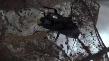 Oryantal hamam böceği (Blatt orientalis) Doğum yumurta beyaz bir arka planda ışık efektleri ile izole durumda (ootheca)