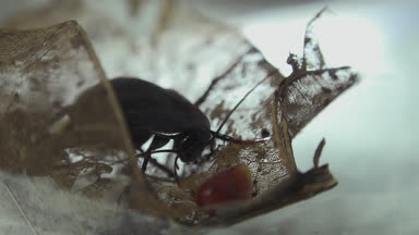 Oryantal hamam böceği (Blatt orientalis) Doğum yumurta beyaz bir arka planda ışık efektleri ile izole durumda (ootheca)