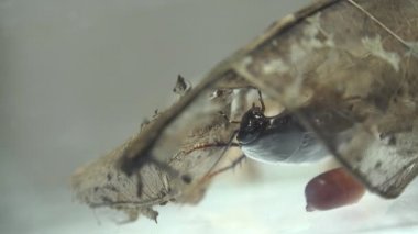 Oryantal hamam böceği (Blatt orientalis) Doğum yumurta beyaz bir arka planda ışık efektleri ile izole durumda (ootheca)