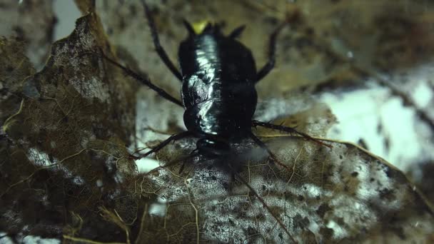 Восточный Таракан Blatta Orientalis Случаи Рождения Яйцеклетки Ootheca Изолированы Белом — стоковое видео