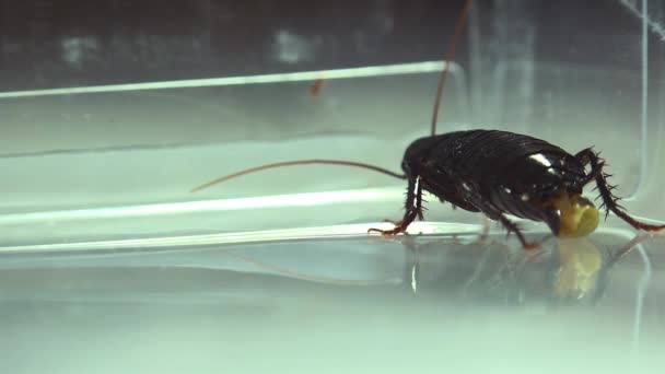 Oosterse Kakkerlak Blatta Orientalis Geboorte Gevallen Ootheca Geïsoleerd Een Witte — Stockvideo