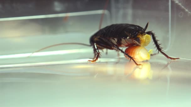 Les cas d'œufs de naissance de blattes orientales (Blatta orientalis) isolés sur un fond blanc avec des effets de lumière 