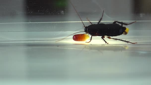 Oriental Cockroach Blatta Orientalis Birth Egg Cases Ootheca Isolated White — Stock Video