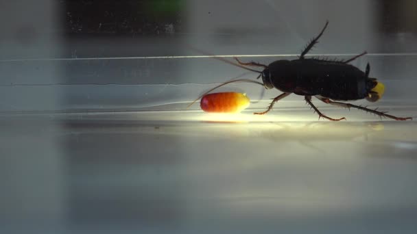 东方蟑螂 Blatta 生卵病例 Ootheca 在白色背景下被隔离 光照效果 — 图库视频影像