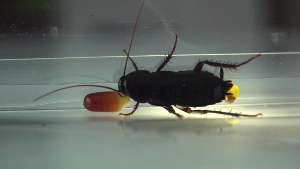 Oryantal Hamam Böceği Blatt Orientalis Doğum Yumurta Beyaz Bir Arka — Stok video