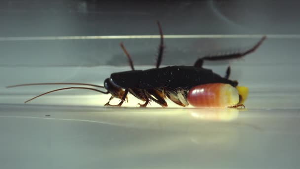 Oosterse Kakkerlak Blatta Orientalis Geboorte Gevallen Ootheca Geïsoleerd Een Witte — Stockvideo