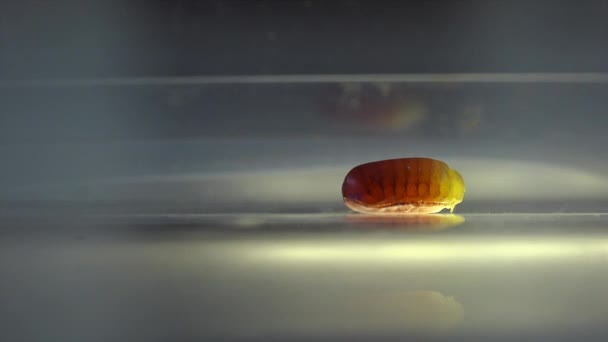 Oriental Cockroach Blatta Orientalis Birth Egg Cases Ootheca Isolated White — Stock Video