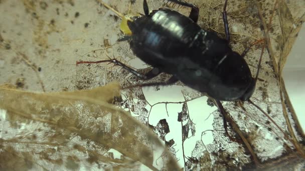 Oriental Cockroach Blatta Orientalis Birth Egg Cases Ootheca Isolated White — Stock Video