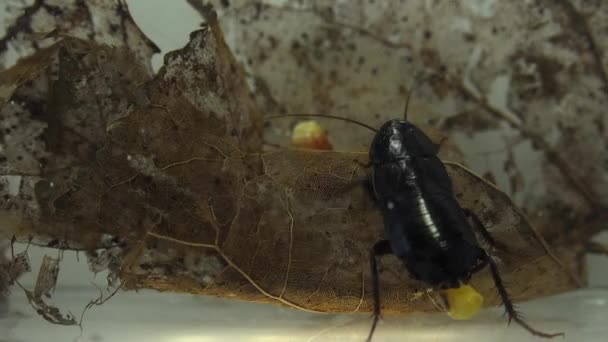 Los Casos Huevos Nacimiento Cucaracha Oriental Blatta Orientalis Ootheca Aislados — Vídeos de Stock