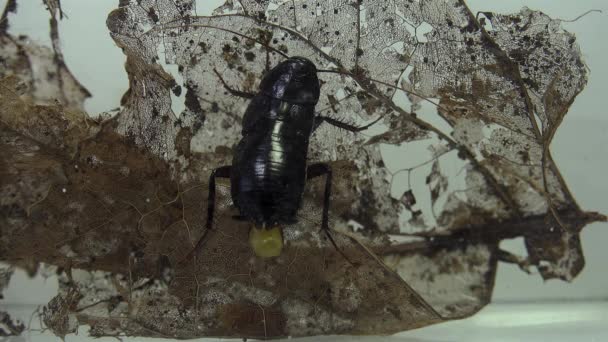 Oosterse Kakkerlak Blatta Orientalis Geboorte Gevallen Ootheca Geïsoleerd Een Witte — Stockvideo