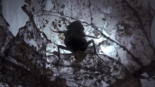 Oosterse Kakkerlak Blatta Orientalis Geboorte Gevallen Ootheca Geïsoleerd Een Witte — Stockvideo