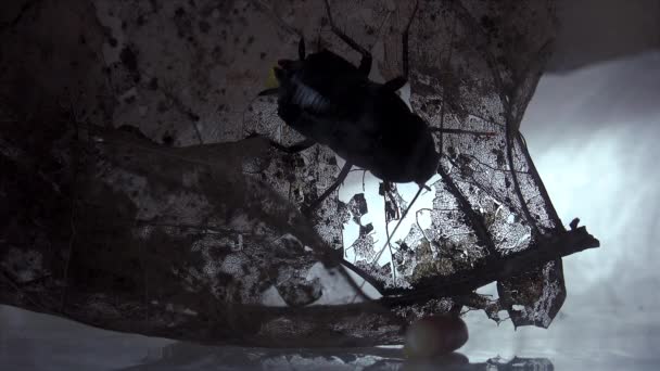 Los Casos Huevos Nacimiento Cucaracha Oriental Blatta Orientalis Ootheca Aislados — Vídeo de stock