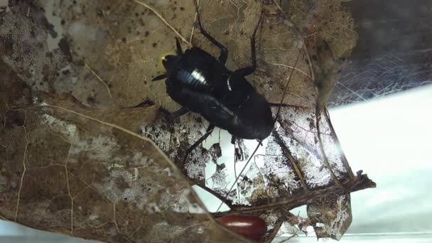 东方蟑螂 Blatta 生卵病例 Ootheca 在白色背景下被隔离 光照效果 — 图库视频影像