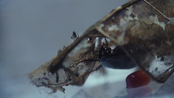 Los Casos Huevos Nacimiento Cucaracha Oriental Blatta Orientalis Ootheca Aislados — Vídeo de stock